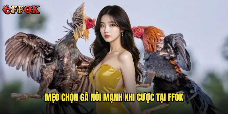 Mẹo chọn gà nòi mạnh khi cược tại ffok